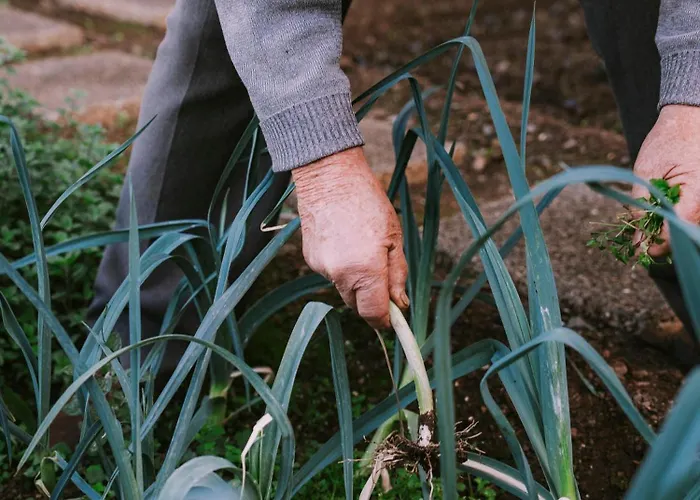 Hotel The Views Baia - Adults Only Funchal (Madeira)